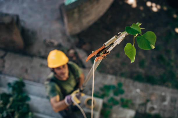 Best Emergency Tree Removal  in Lovettsville, VA